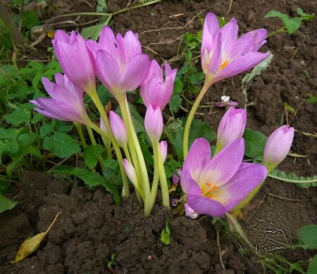 Безвременник