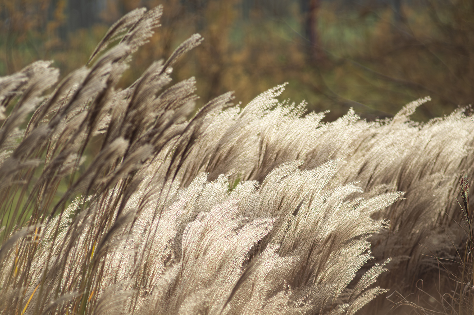 Золотая осень