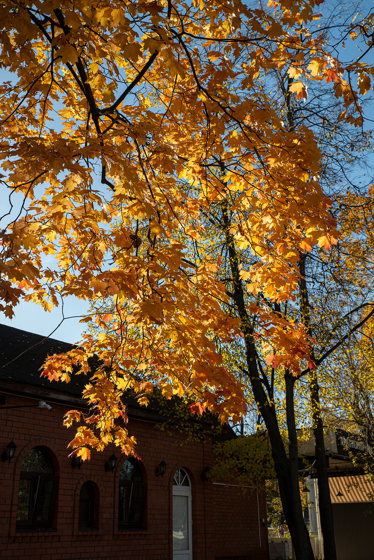 Свет и цвет золотой осени