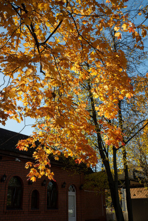 Свет и цвет золотой осени