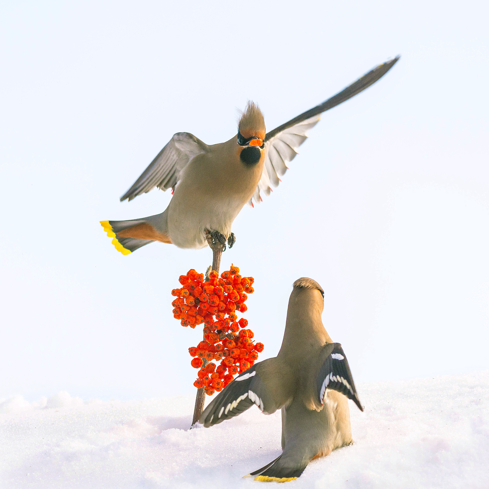 Последние ягодки