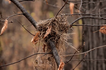 Гнездо опустело.