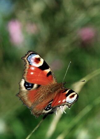 Павлиний глаз