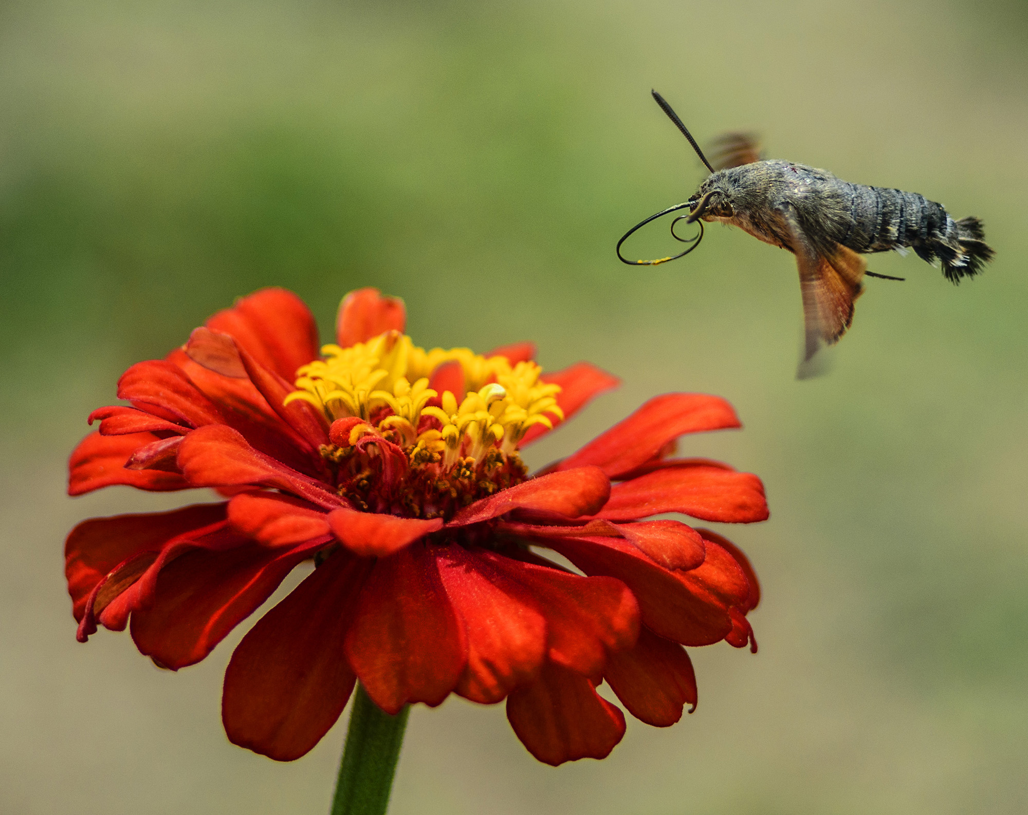 расчехляя инструмент
