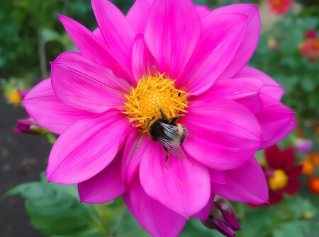 Георгин и Шмель