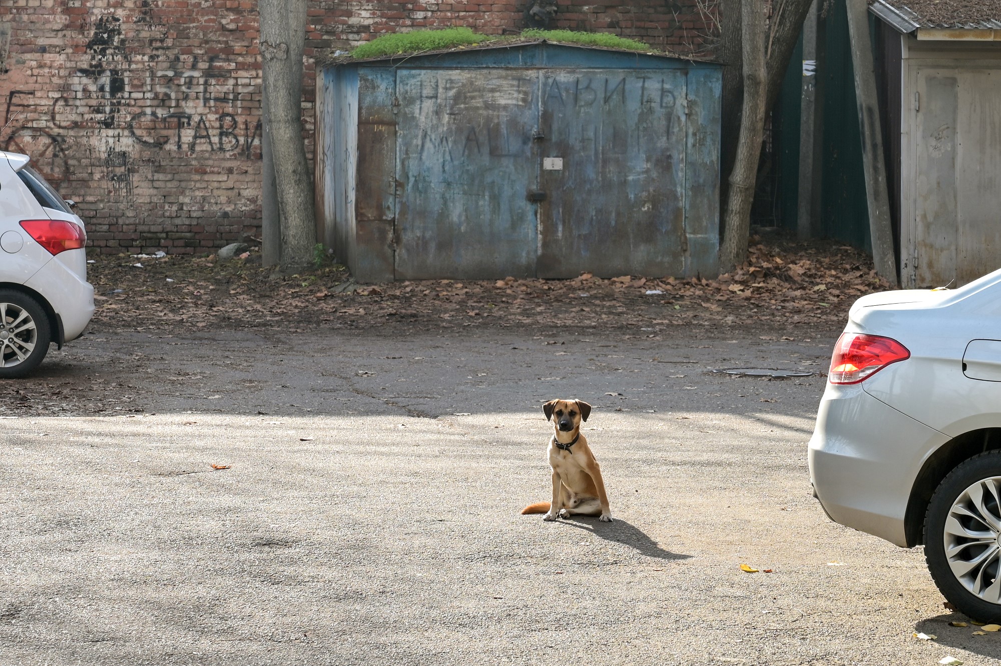 Хозяин двора