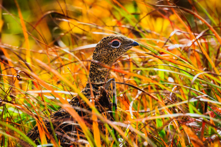 В осенней траве