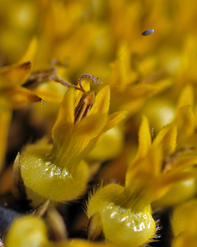 Как подсолнухи плюются...