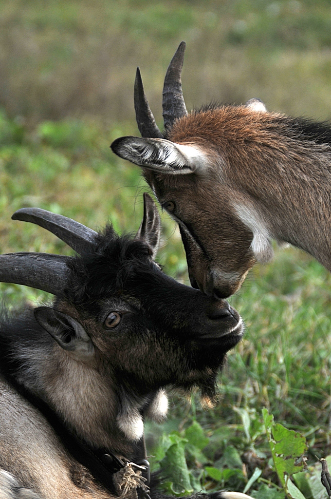 Дочки матери