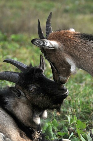 Дочки матери