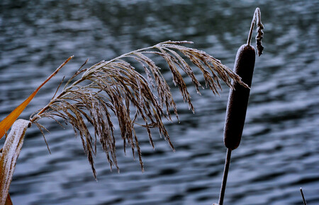 Остались зимовать.