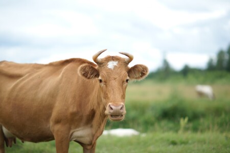 Фото крутой тёлки должно выглядеть так: