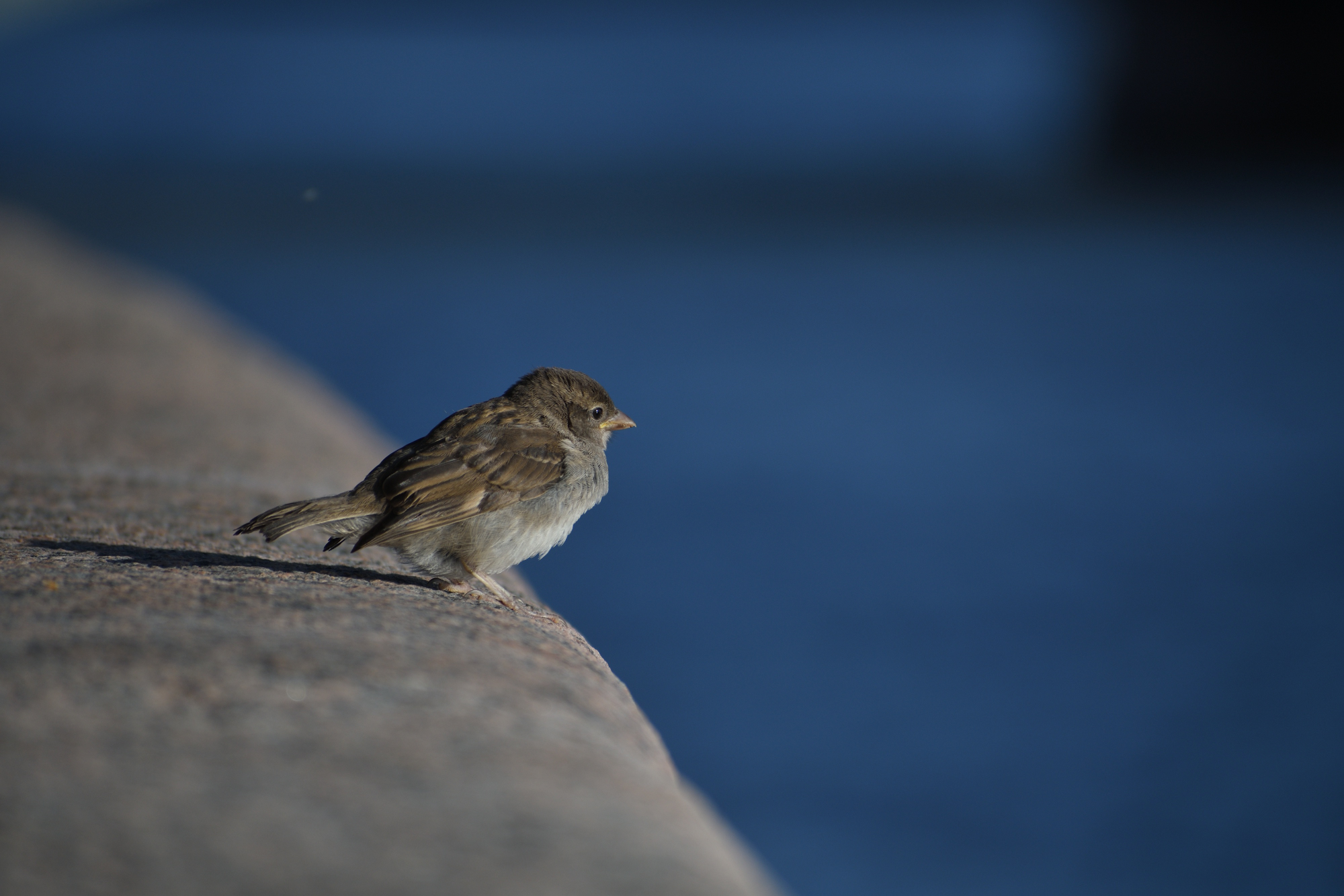 Петербургский воробушек