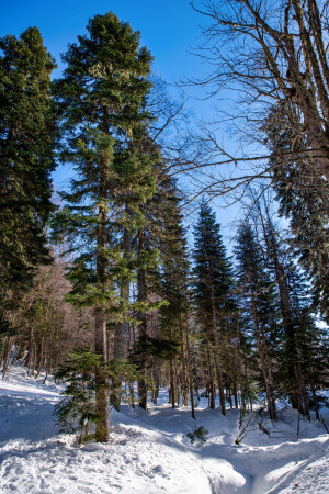 Зимний лес. Яворова поляна. Адыгея.