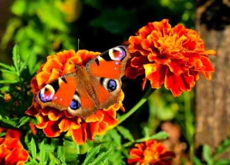 Павлиний глаз