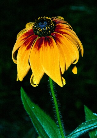 Желтый цветок