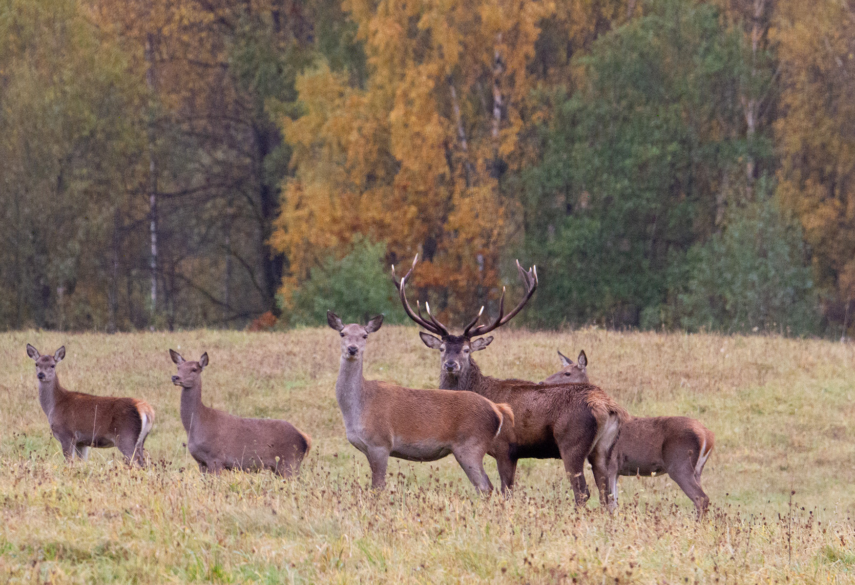 Во время гона