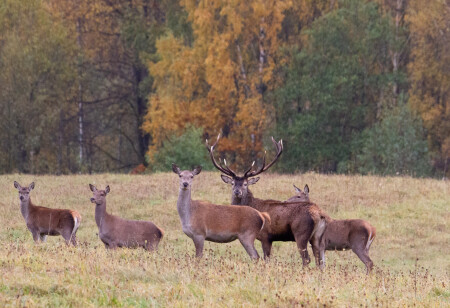 Во время гона