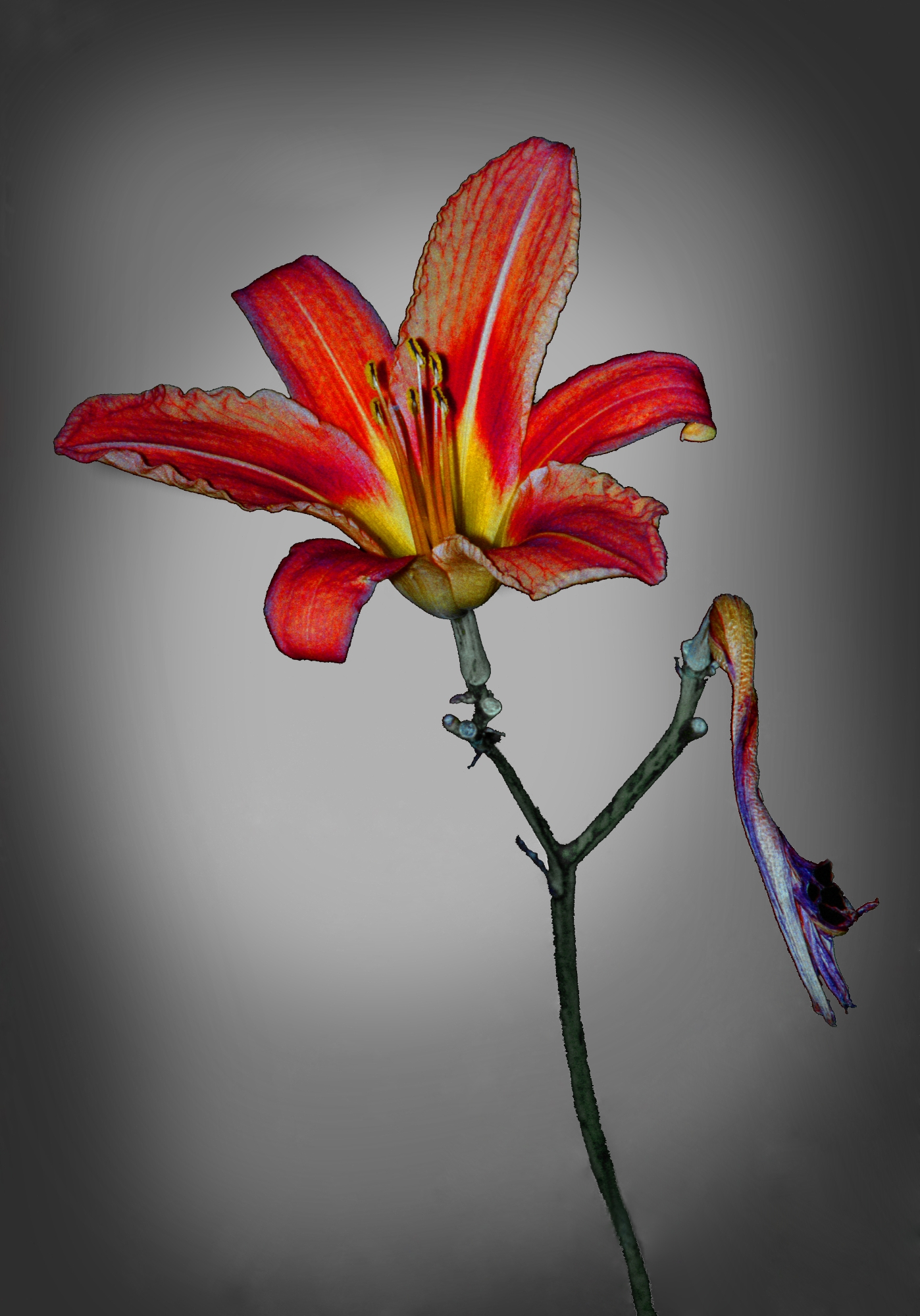 Красный цветок