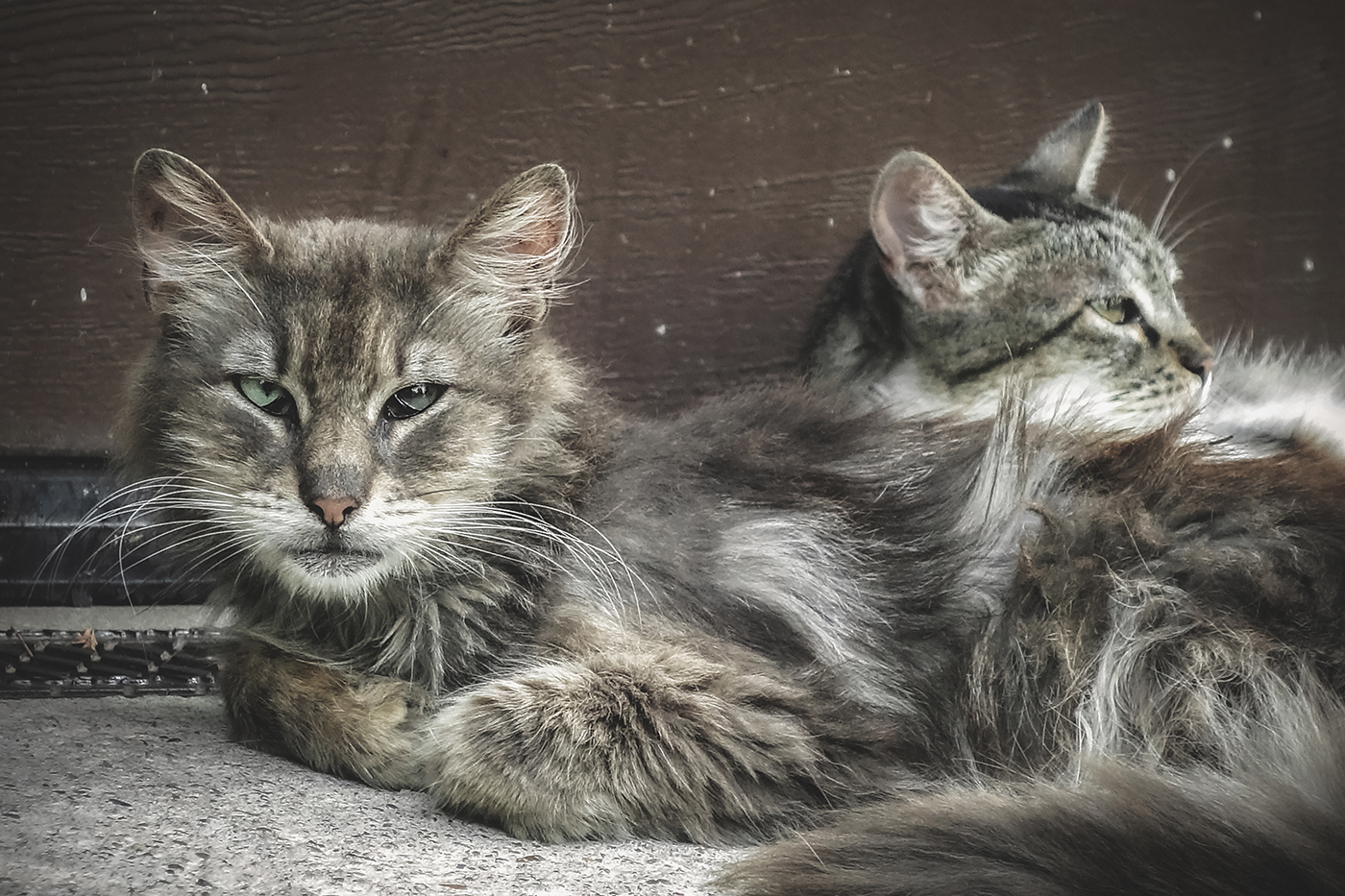  Грозный кот