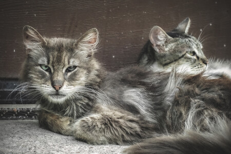  Грозный кот