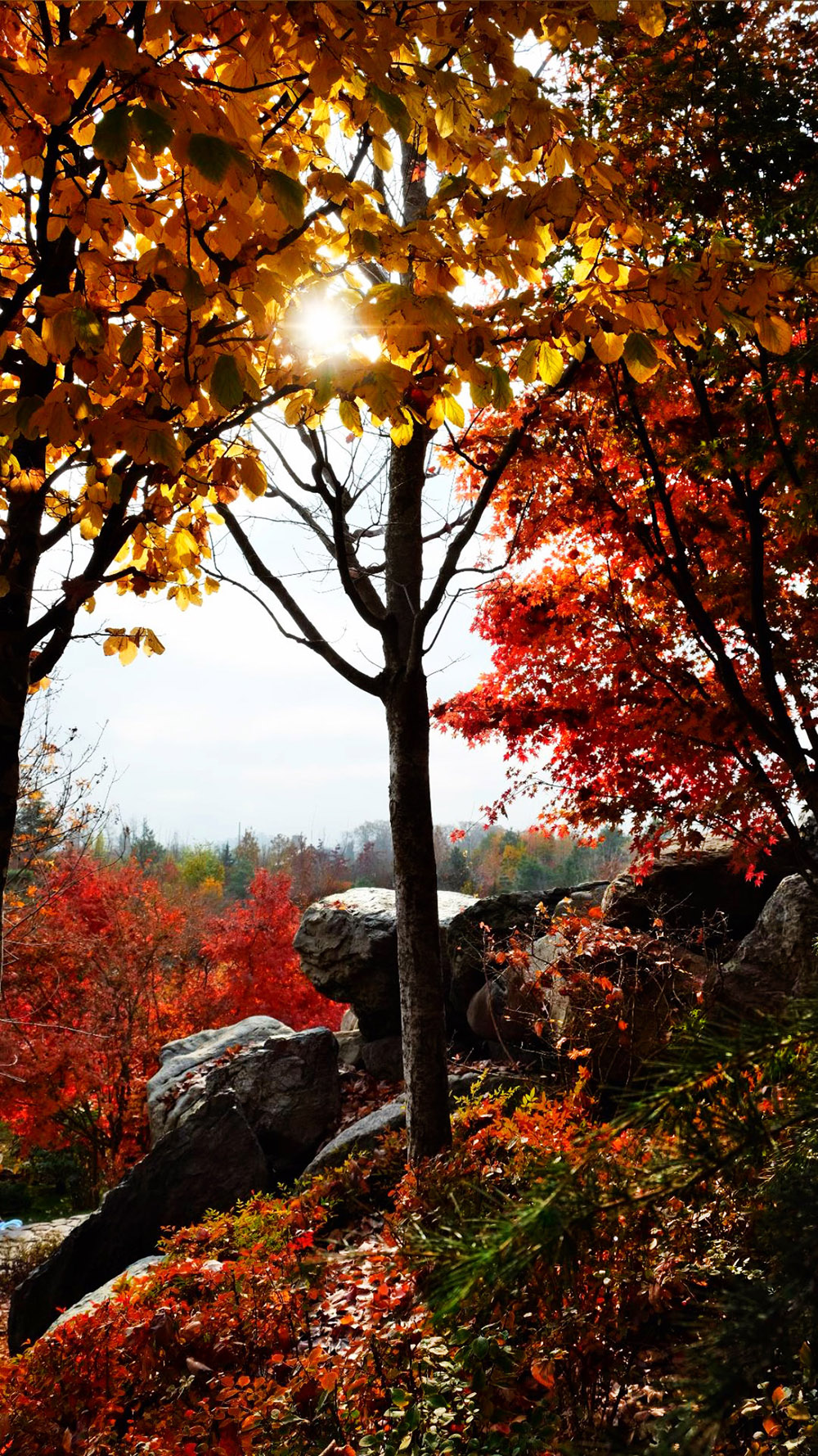 Мгновение, окрашенное солнцем
