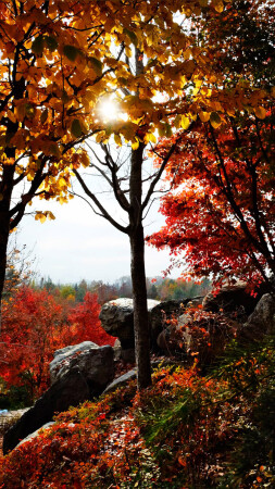 Мгновение, окрашенное солнцем