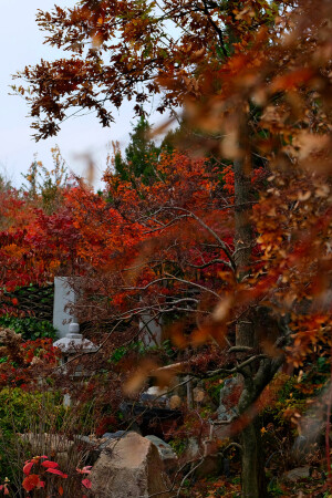 Сквозь листья, к тишине..