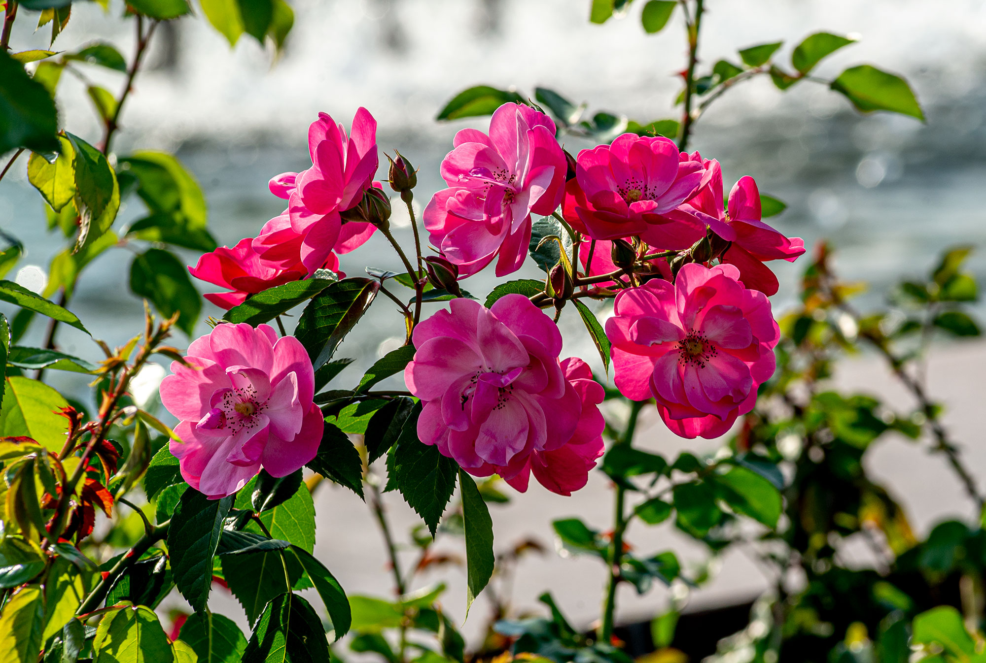 Роза полиантовая