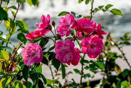 Роза полиантовая