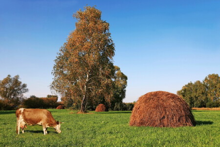 Осени тихая грусть...