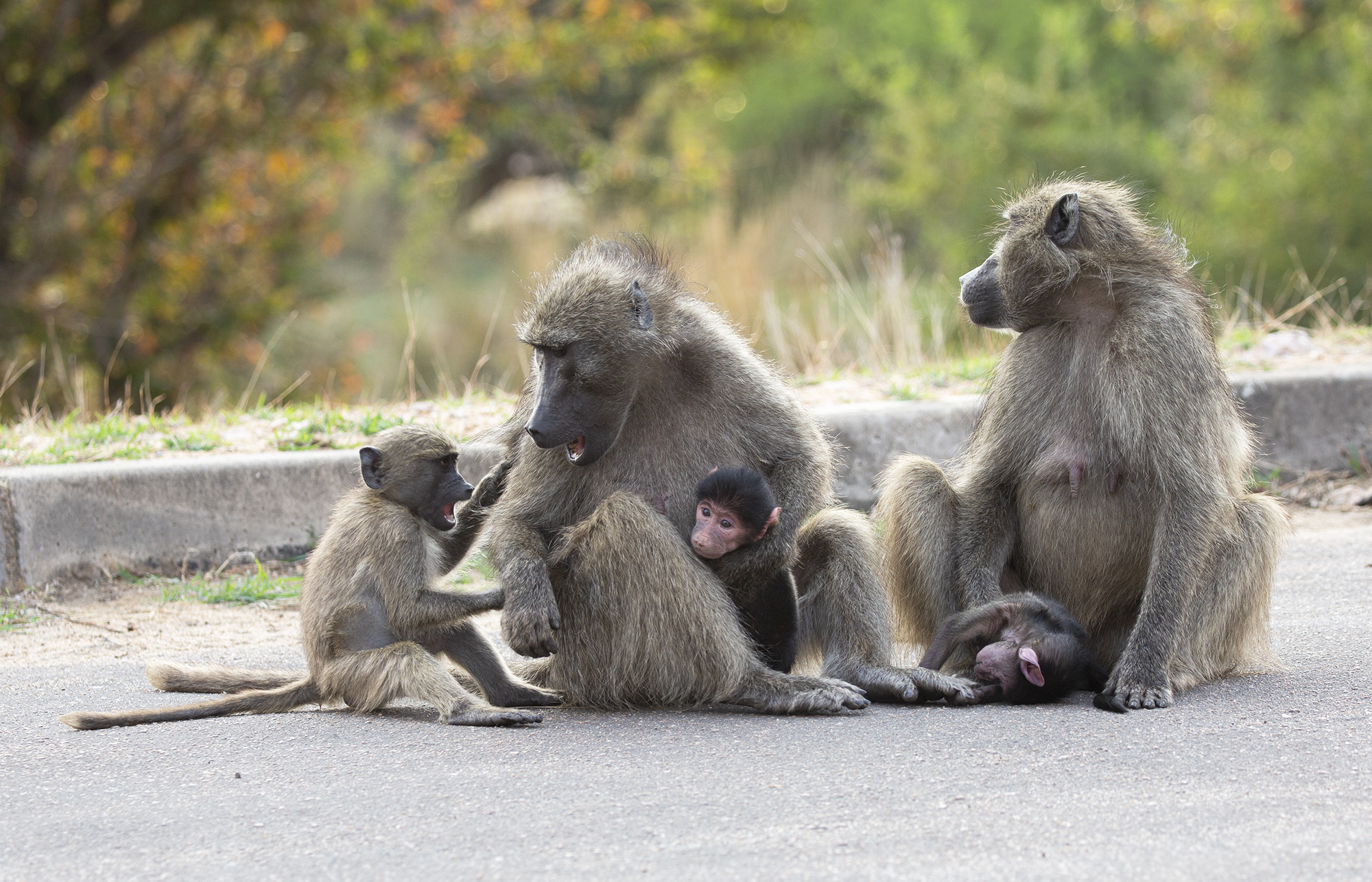 Будничные драмы бабуинов