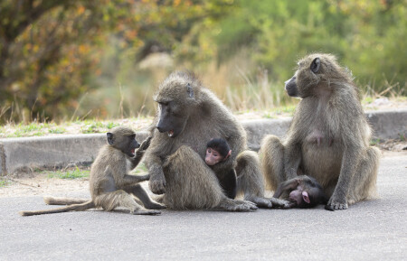 Будничные драмы бабуинов