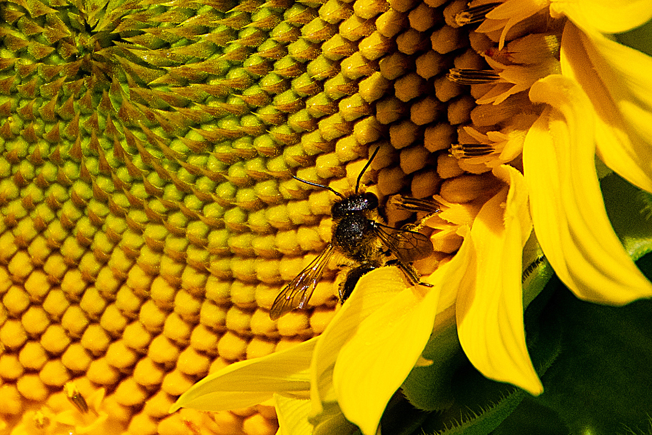 Подсолнух и труженица.