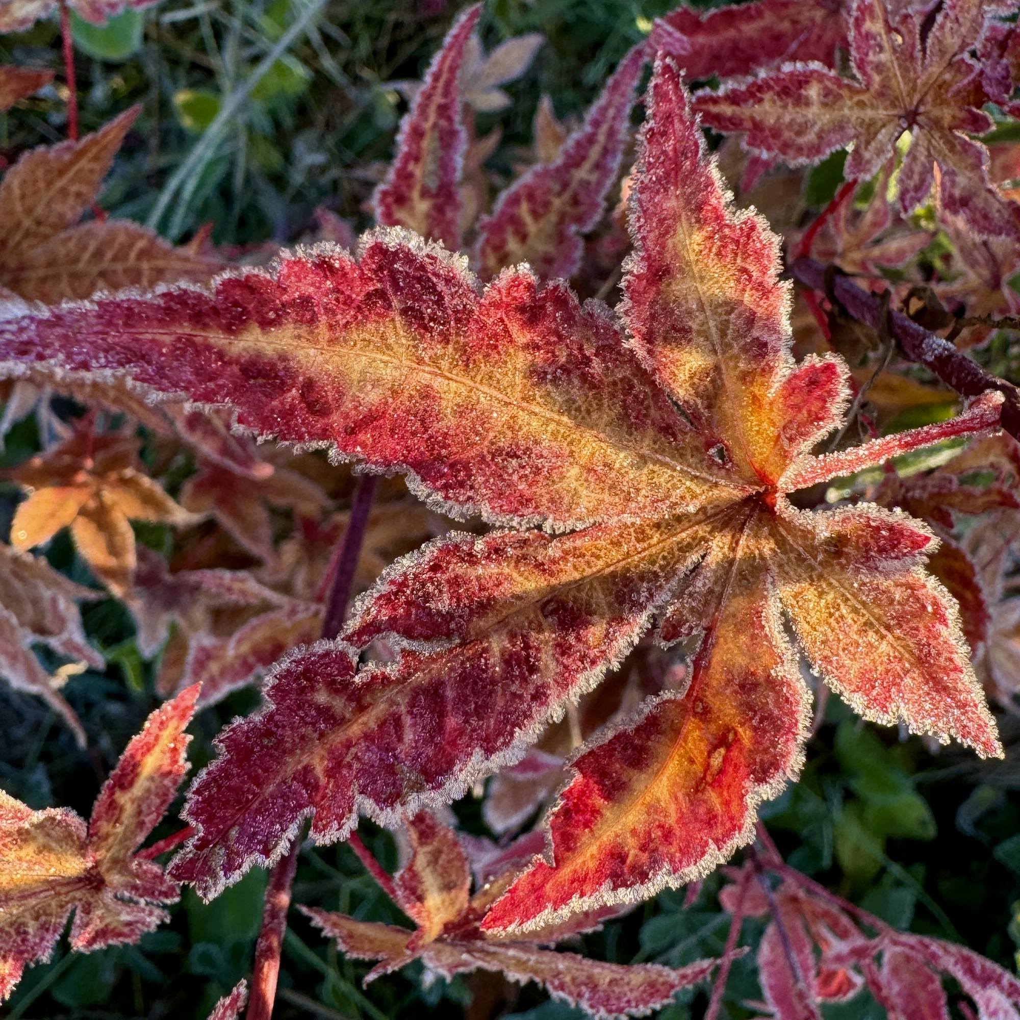 Кленовое кружево