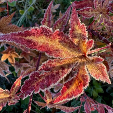 Кленовое кружево