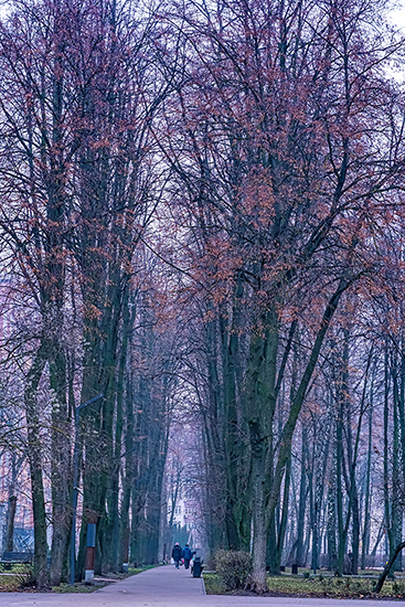 Любимая аллея.