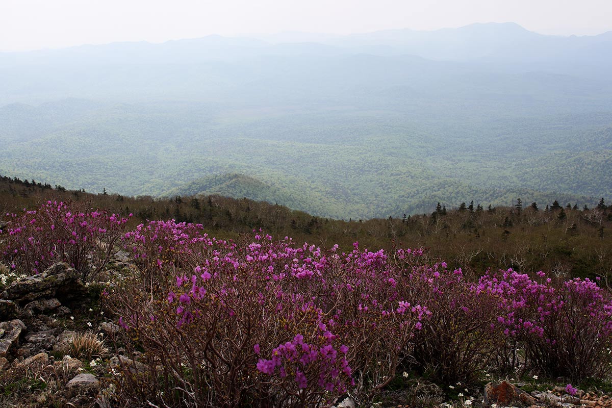 "Где то багульник..."