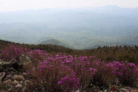 "Где то багульник..."