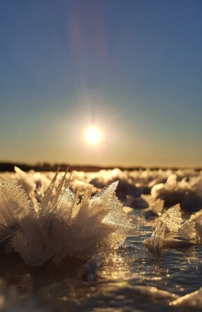 ледяные цветы на озере