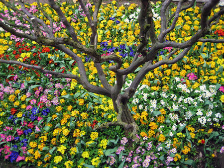 Клумбы Дворца Топкапы 