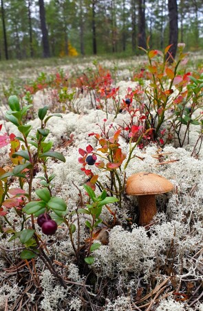 тихая охота