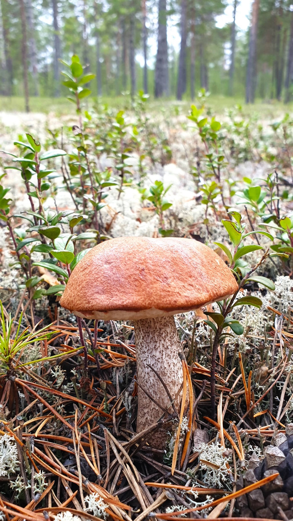 тихая охота