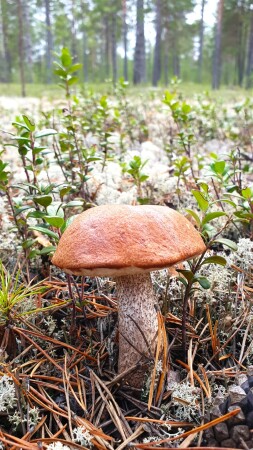 тихая охота