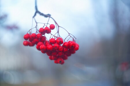 Рябина в ноябре