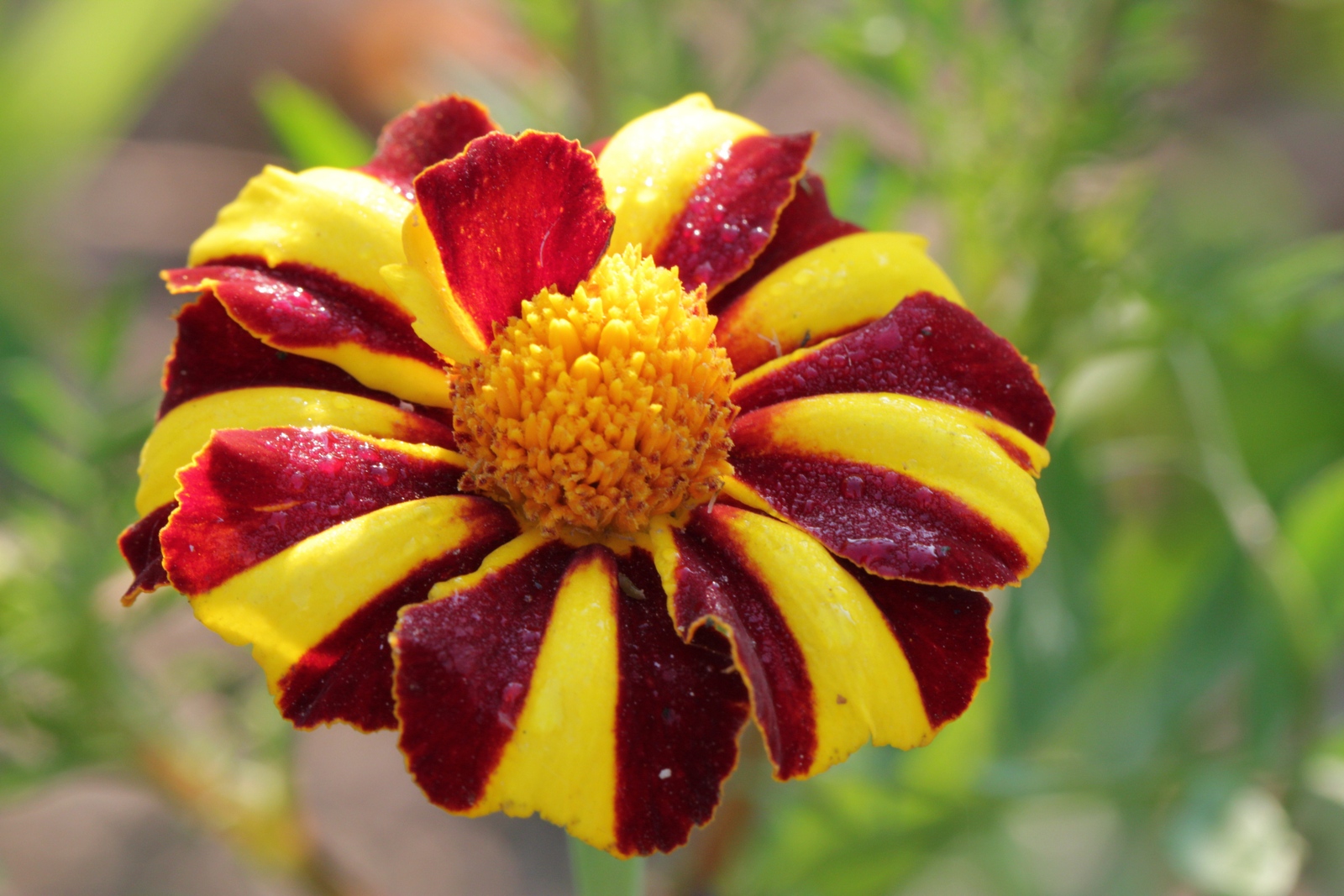 Многоцветье