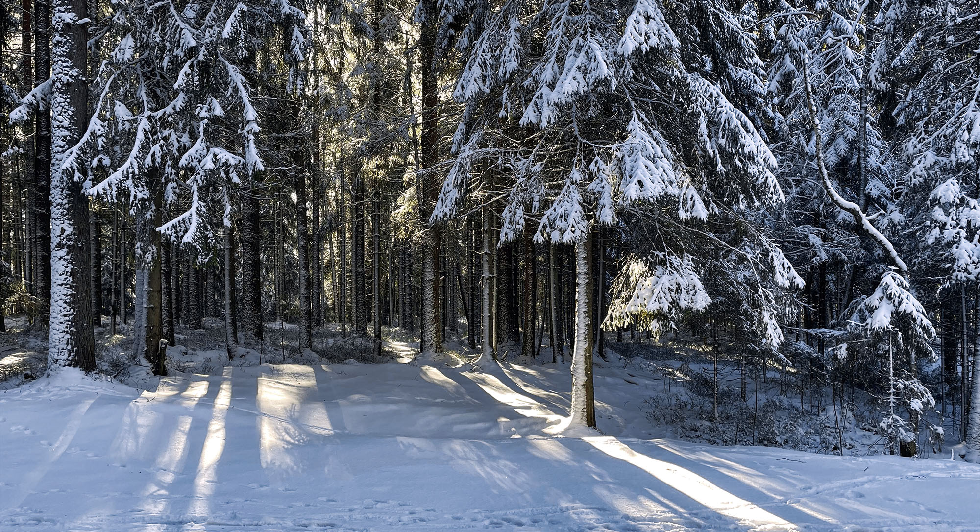 Сквозь зимний лес