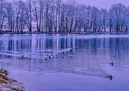 В поисках корма.