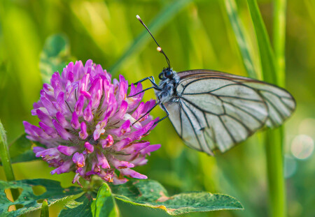 Бабочка на клевере