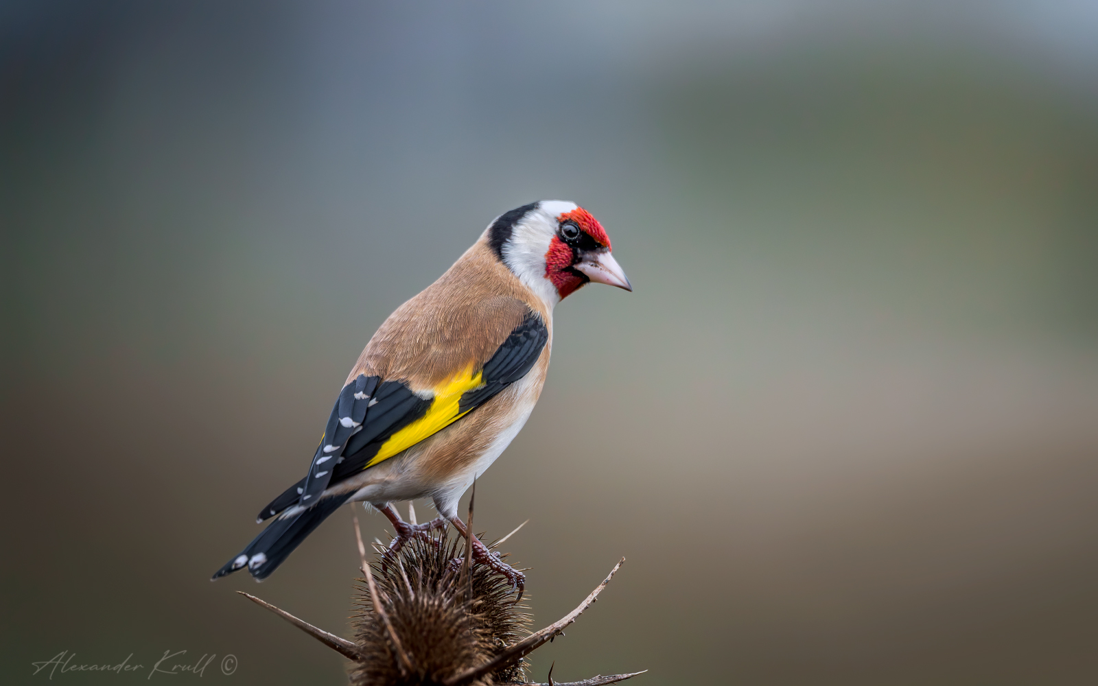 Подозрительность